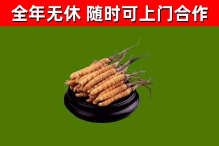 恩施回收冬虫夏草
